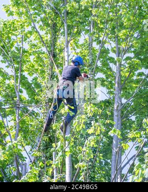 Ein Baumchirurg oder Baumpfleger mit einer Kettensäge einen Baum schneiden Äste. Stockfoto