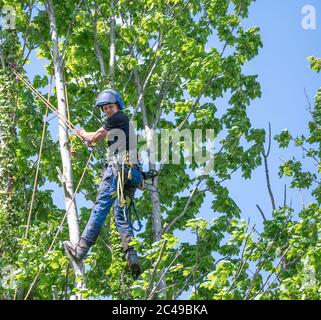 Ein Baumchirurg oder Baumpfer verwendet Sicherheitsleinen, um sich selbst an einem Baum zu sichern Stockfoto