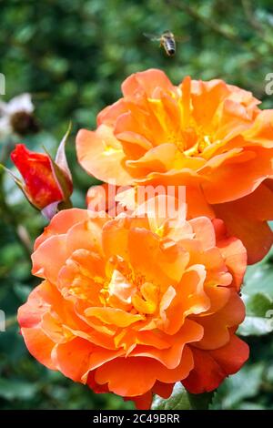 Rosa Pat Austin 'Ausmum', Orange Rose Strauch oder krachende Kletterer Stockfoto