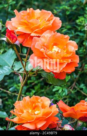 Rosa Pat Austin 'Ausmum', Orangenrosenstrauch Stockfoto