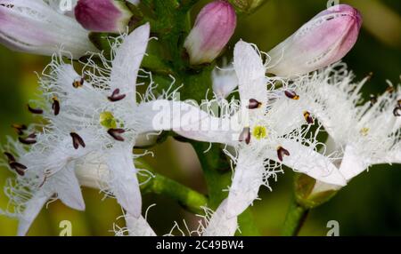 Moor-Bohne (Menyanthes Trifoliata) Stockfoto