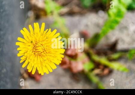 Selektiver Fokus von gelbem Löwenzahn Stockfoto