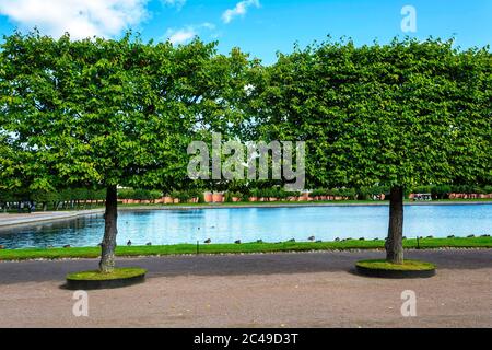 Peterhof, Baumbestand im Garten von Bacchus am Ufer des Marly-Teiches Stockfoto