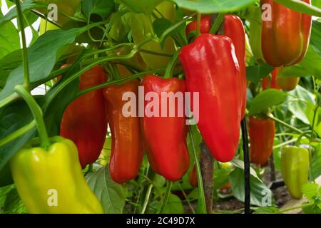 Mehrere rote Paprika reifen auf einem Busch in einem Gewächshaus. Stockfoto