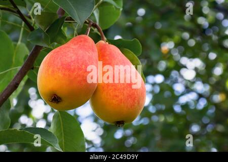 Zwei rote appetitlich reife Birnen auf einem Baum in einem Sommergarten Nahaufnahme. Stockfoto