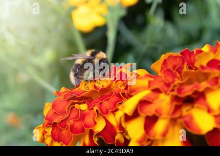 Hummel sammelt Nektar aus einer Ringelblume auf einem Blumenbeet In einem Sommergarten Stockfoto