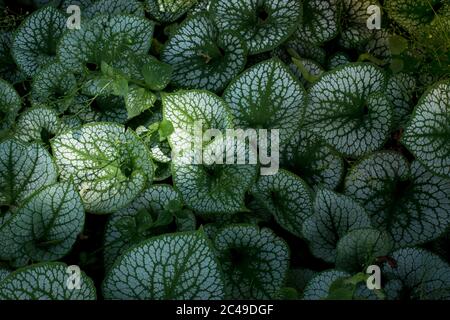 Heartleaf brunnera (Binomialname: Brunnera macrophylla), auch bekannt als sibirischer Bugloss, in einem Frühlingsgarten (der Gattungsname ehrt den Schweizer Botaniker Sam Stockfoto