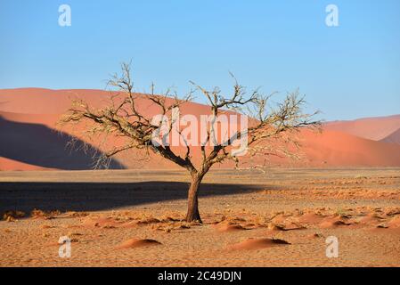 Tote Camelthorn Bäume vor einer roten Dünen im Namib-Naukluft Nationalpark bei Sonnenaufgang, Namibia, Afrika. Stockfoto