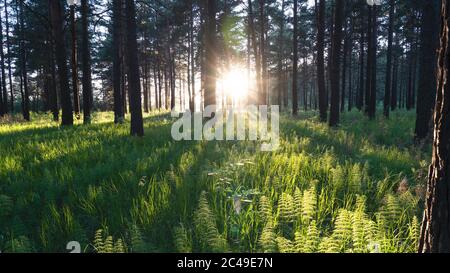 Schöner Sonnenuntergang im Wald. Schatten von Baumstämmen bewegen sich entlang des grünen Grases. Helle Strahlen untergehenden Sonne, die durch die Bäume strömen, illuminat Stockfoto