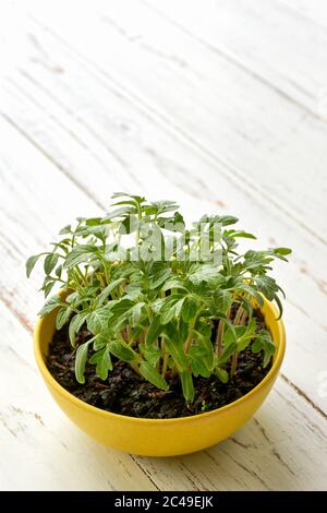 Nahaufnahme eines gelben Topfes mit jungen Tomatenpflanzen auf einem weißen Holztisch. Vertikales Bild mit Kopierbereich. Stockfoto