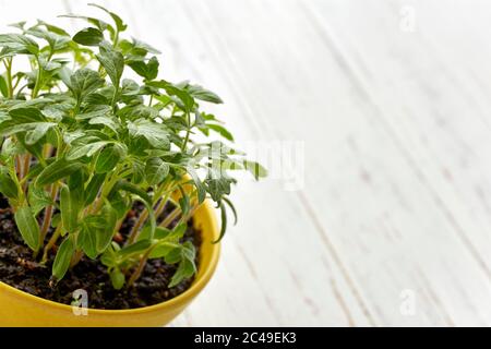 Nahaufnahme eines gelben Topfes mit jungen Tomatenpflanzen auf einem weißen Holztisch. Bild mit Kopierbereich Stockfoto