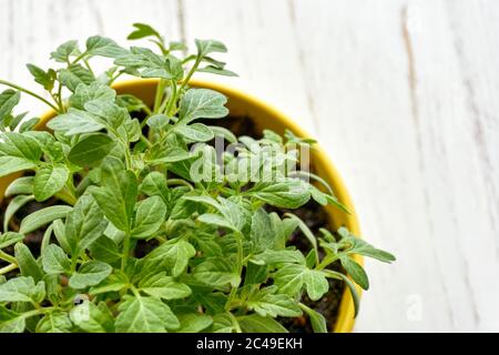 Nahaufnahme eines gelben Topfes mit jungen Tomatenpflanzen auf einem weißen Holztisch. Bild mit Kopierbereich Stockfoto