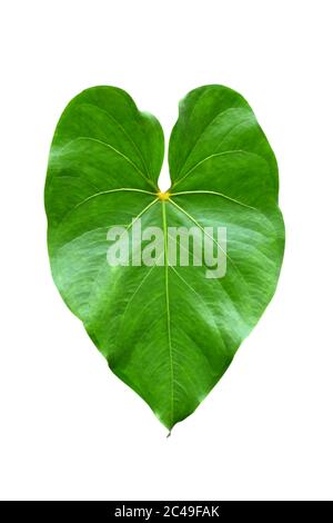 Große herzförmige grüne Blätter des Elefantenohres oder Taro (Colocasia-Arten) die tropische Laubpflanze isoliert auf weißem Hintergrund, Clipping Pfad Inc Stockfoto