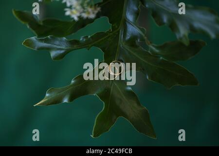 Ein Foto von zwei Eheringen lag auf grünem Blatt, verschwommen Stockfoto