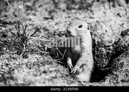 Europäisches Ziesel, Spermophilus citellus, auch bekannt als europäisches Souslik. Kleine niedliche Nagetier in natürlichen Lebensraum. Schwarzweiß-Bild. Stockfoto