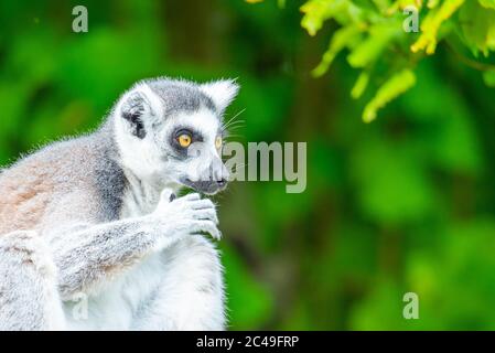 Ringschwanz-Lemur - endemisches Tier von Madagaskar. Nahaufnahme im Hochformat. Stockfoto