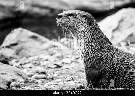 Nasser Otter sitzt am Flussufer. Schwarzweiß-Bild. Stockfoto