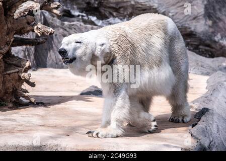 Eisbären, die im Zoo spazieren. Stockfoto