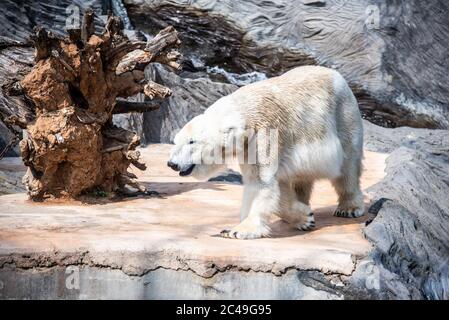 Eisbären, die im Zoo spazieren. Stockfoto