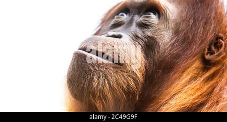 Orang-Utan, auch Orang-Utan oder Orang-Utang genannt. Detailliertes Gesichtsformat. Stockfoto