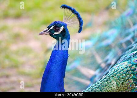 Peacock Portrait - Detailansicht von Vogelkopf und bunten Federn. Stockfoto