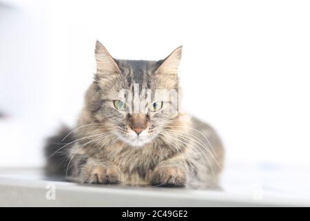 Selektive Fokus Aufnahme der schlauen tabby Katze Stockfoto