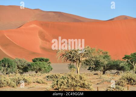 Tote Camelthorn Bäume vor einer roten Dünen im Namib-Naukluft Nationalpark bei Sonnenaufgang, Namibia, Afrika. Stockfoto