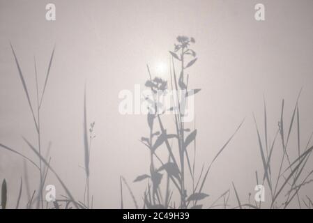 Schatten von Blumen und Gras auf weißer halbtransparenter Stoffstruktur Stockfoto
