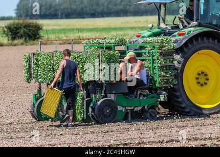 Automatische Kohl-Pflanzmaschine in Tarleton, Lancashire. Wetter in Großbritannien 25th. Juni 2020. EU-Arbeiter, die mit einem John Deere 6155R Traktor Kohlsämlinge anpflanzen, Pflanzen mit einem automatischen Pflanzgefäß um 30c Uhr in trockenen Böden. Quelle: MediaWorldImages/AlamyLiveNews. Stockfoto