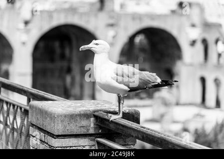 Möwenvogel im Forum Romanum, Rom, Italien. Schwarzweiß-Bild. Stockfoto