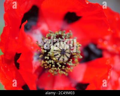 Papaver commutatum 'Ladybird', Nahaufnahme Stockfoto