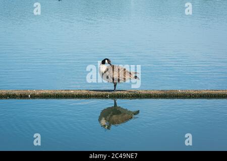 Kanadagans (Branta canadensis). Reflexion im Wasser. Blaues Wasser als Hintergrund. Bild aus Scania, Südschweden Stockfoto