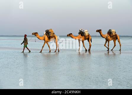 Dromedarkarawane transportiert Steinsalz aus einem Salzbruch über den Assale Salzsee, Hamadela, Danakil Depression, Afar Region, Äthiopien Stockfoto