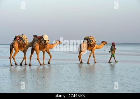 Dromedarkarawane transportiert Steinsalz aus einem Salzbruch über den Assale Salzsee, Hamadela, Danakil Depression, Afar Region, Äthiopien Stockfoto