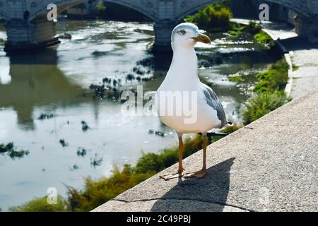 möwe steht auf einer Mauer gegen den Fluss in Rom, Italien Stockfoto