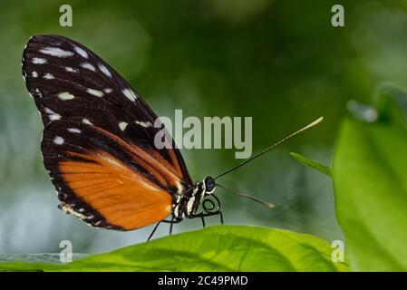 Tiger Longwing (Heliconius hecale) ruht auf einem Blatt. Dieser Schmetterling lebt ursprünglich zwischen Mexiko und peruanischem Amazonas. Stockfoto