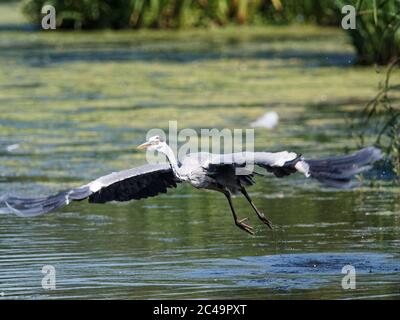 Ein Graureiher (Ardea cinerea) im Flug über Crime Lake im Daisy NOOK Country Park in Oldham an einem heißen sonnigen Tag Stockfoto