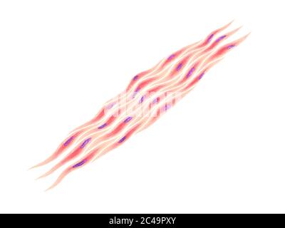 Myozyten, Gruppe von glatten Muskelzellen auf weißem Hintergrund Stockfoto