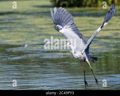 Ein Graureiher (Ardea cinerea) im Flug über Crime Lake im Daisy NOOK Country Park in Oldham an einem heißen sonnigen Tag Stockfoto