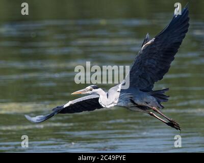 Ein Graureiher (Ardea cinerea) im Flug über Crime Lake im Daisy NOOK Country Park in Oldham an einem heißen sonnigen Tag Stockfoto