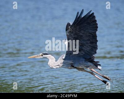 Ein Graureiher (Ardea cinerea) im Flug über Crime Lake im Daisy NOOK Country Park in Oldham an einem heißen sonnigen Tag Stockfoto