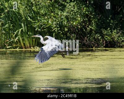 Ein Graureiher (Ardea cinerea) im Flug über Crime Lake im Daisy NOOK Country Park in Oldham an einem heißen sonnigen Tag Stockfoto