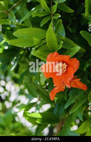 Vertikale selektive Fokusaufnahme einer orangefarbenen Strauchblumenblüte Auf dem heißen Brei Stockfoto