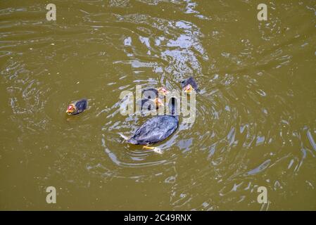 Ein Ruß, fulica atra, füttert vier kleine Jungvögel auf dem Wasser Stockfoto