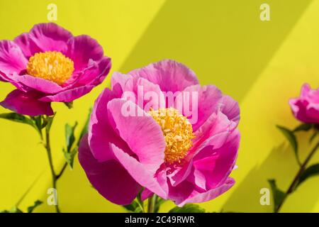 Gelber Hintergrund mit rosa blühenden Pfingstrosen Blumen und Platz für Text. Blumenarrangement. Helle Sommer Postkarte mit Blumen Stockfoto