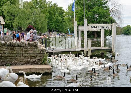 Ein überfüllter Flussufer in Windsor mit Menschen füttern Schwäne Berkshire England Großbritannien Stockfoto