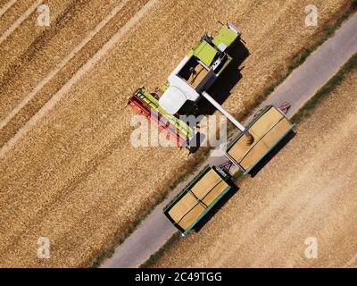 Dormagen, Deutschland. Juni 2020. Ein Landwirt nutzt einen Mähdrescher, um Wintergerste in der Nähe von Dormagen zu ernten. Das Bild wurde mit einer Drohne aufgenommen. Quelle: Henning Kaiser/dpa/Alamy Live News Stockfoto