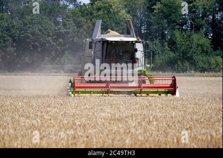Dormagen, Deutschland. Juni 2020. Ein Landwirt nutzt einen Mähdrescher, um Wintergerste in der Nähe von Dormagen zu ernten. Quelle: Henning Kaiser/dpa/Alamy Live News Stockfoto