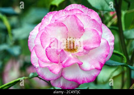 Rose Rosa 'Händel' Einzelblüte rosa Rose Stockfoto