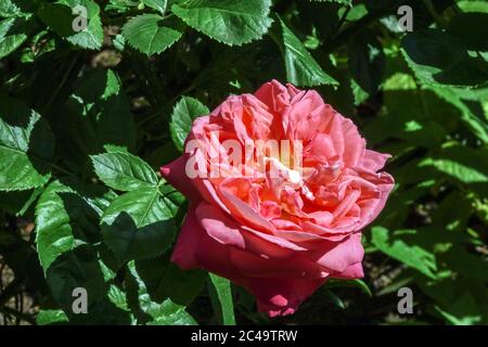 Rose Rosa 'Kore' Stockfoto